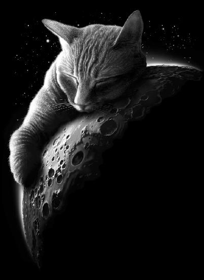 mooncat