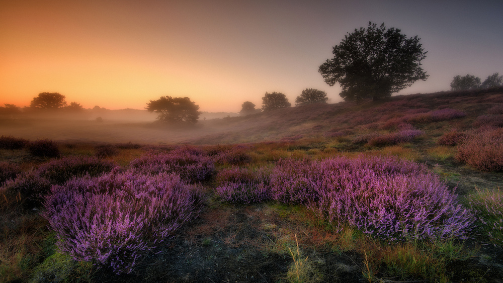 "SLEEPING BEAUTY" von Adam Pachula