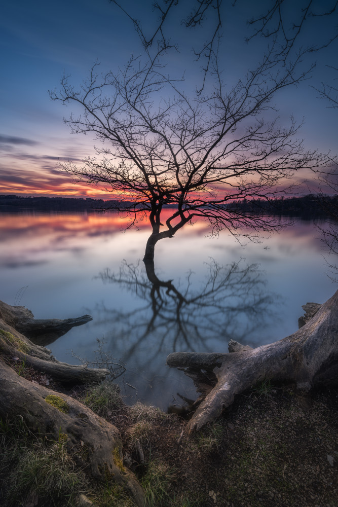 "FORGOTTEN TREE" von Adam Pachula