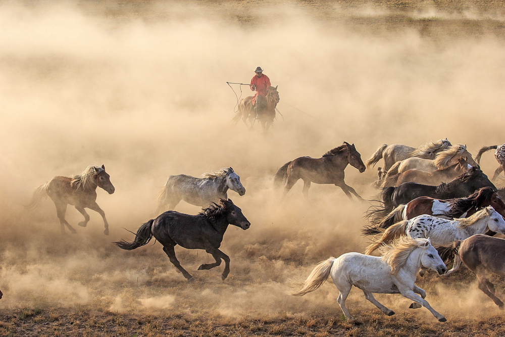 Horse Run von Adam Wong