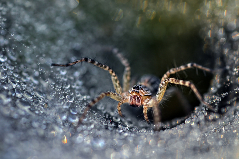 Morning Spider von Adi Isna Maulana