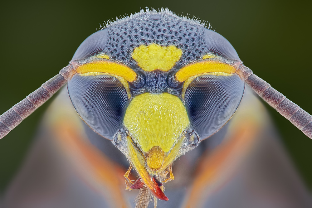 Yellow Jacket von Aditya Permana