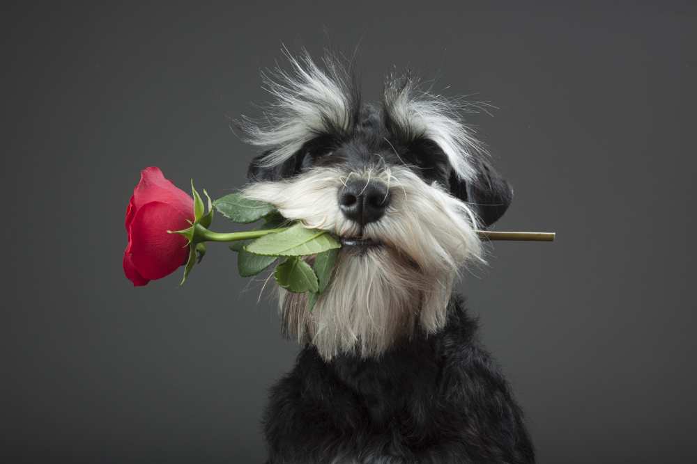 Tango Dancer von Adnan Mahmutovic