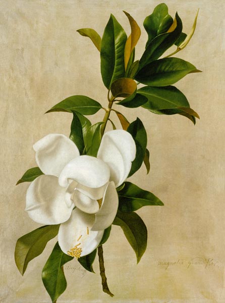 Magnolie von Adolf Senff