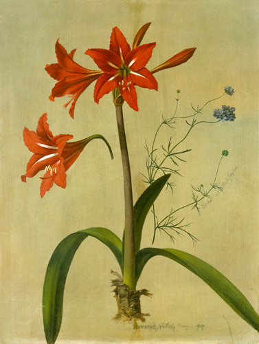 Amaryllis und Gilia von Adolf Senff