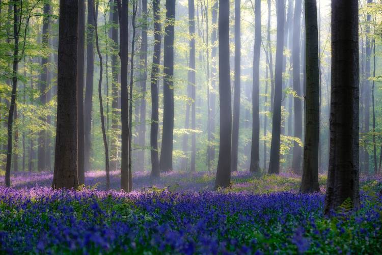 Bluebells von Adrian Popan