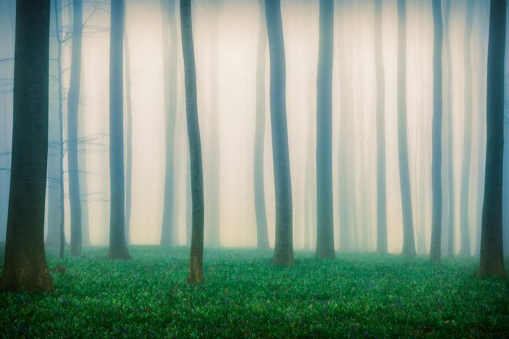 Daydreaming of Bluebells von Adrian Popan