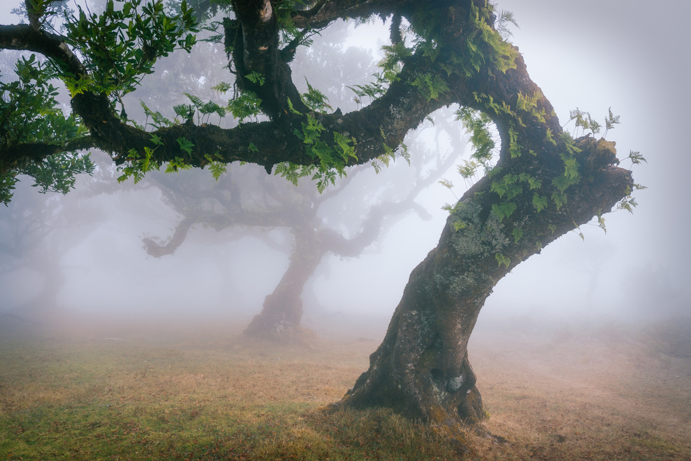 Ents von Adrian Popan