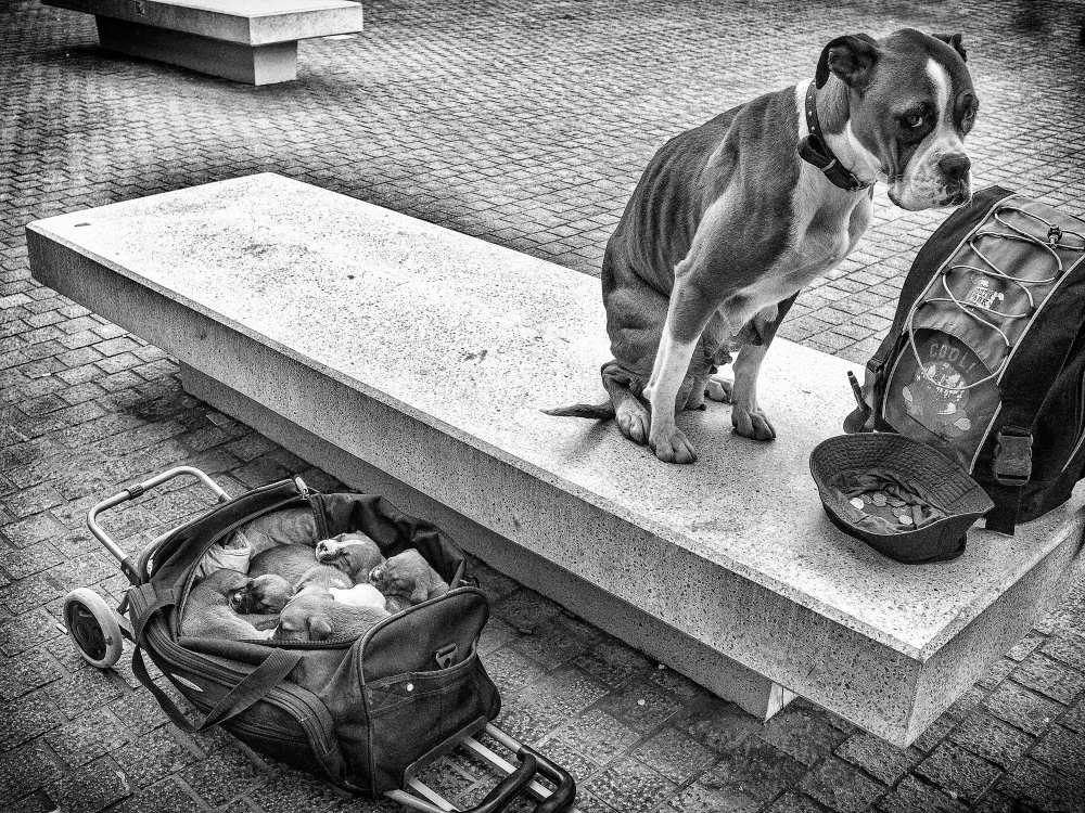 Family provider von Adrian Popan