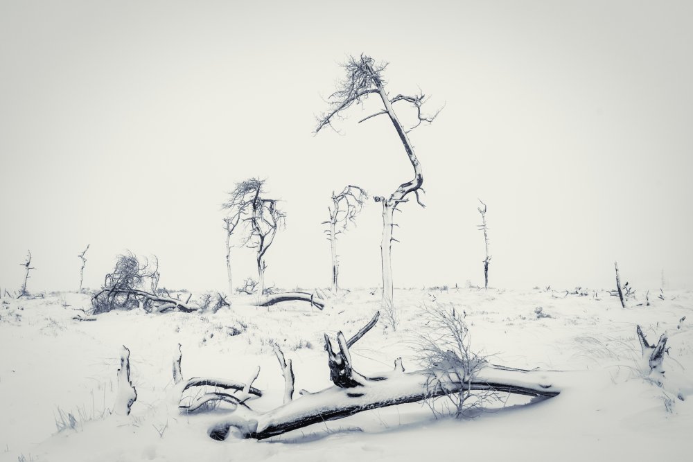 Natural Design von Adrian Popan