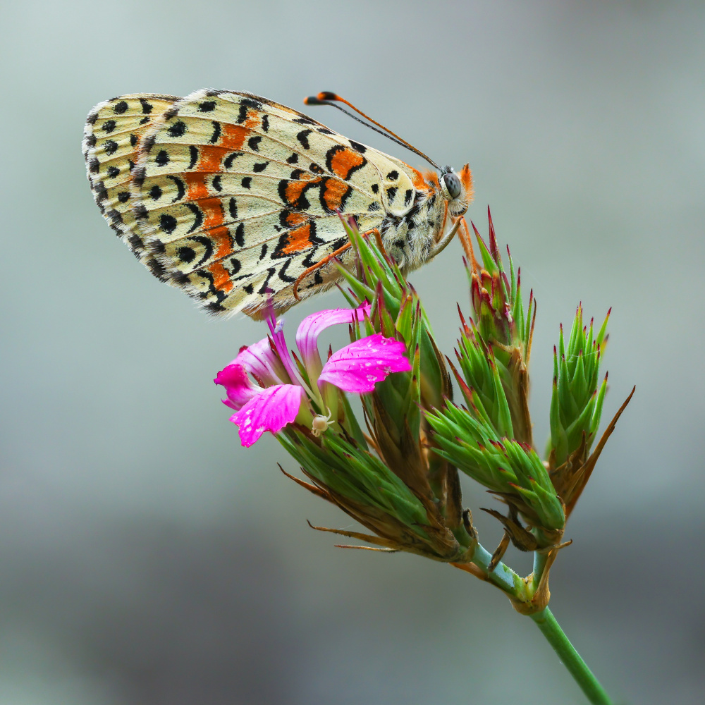 Spot color von Adrian Tudose