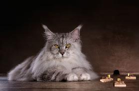 Fang mich, wenn du kannst