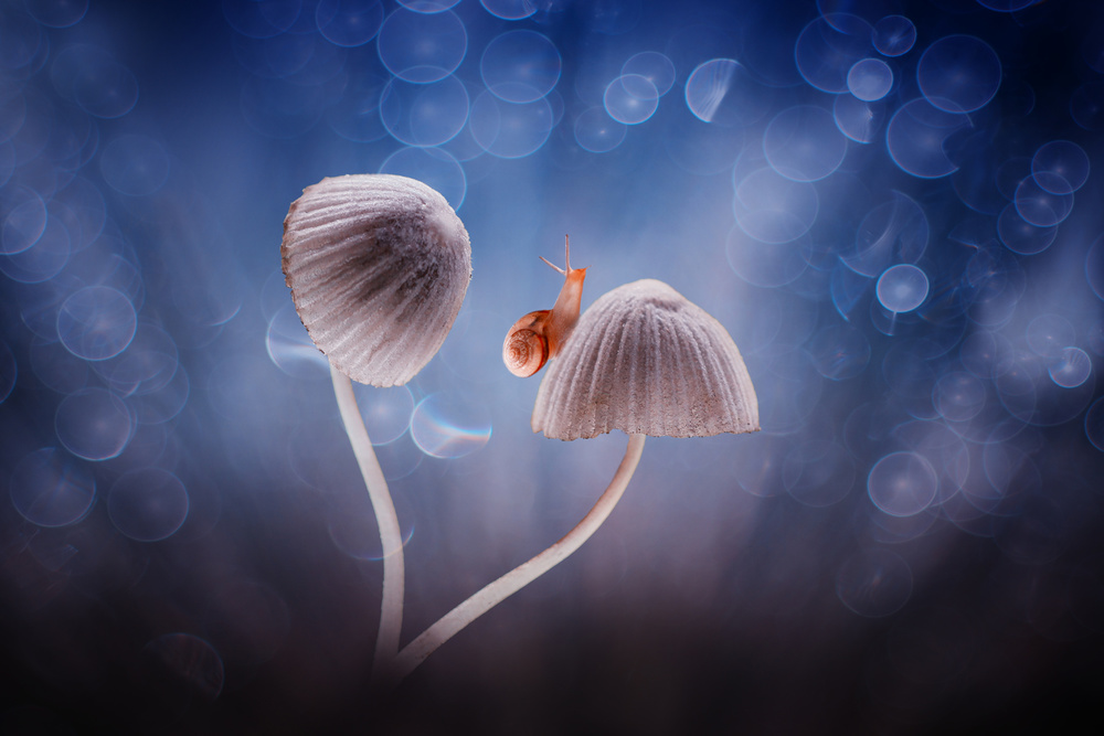 I am coming von Agus Wahyudi