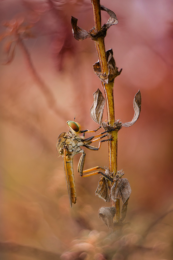 Lonely von Ahmad Baihaki