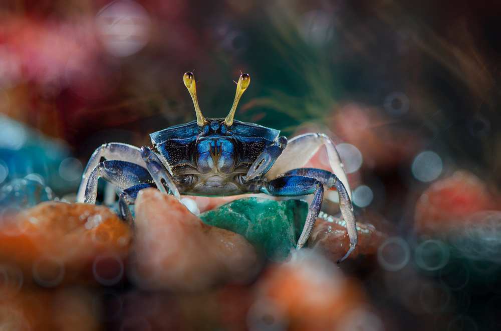 kapiting kacui von Ahmad Baihaki