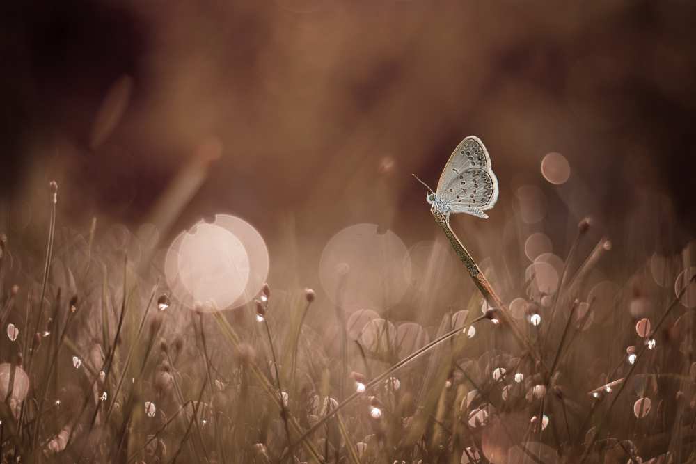 The Serenity von Ahmad Baihaki