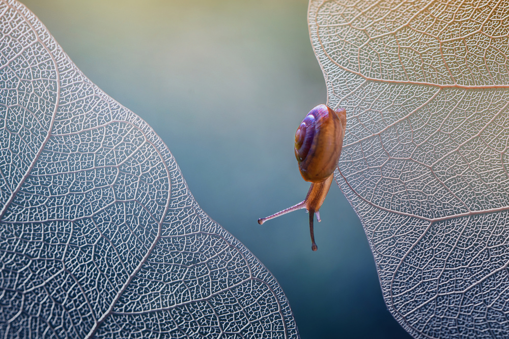 want to cross von Ahmad Baihaki