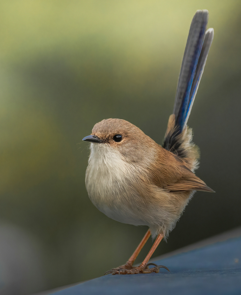 Superb FairyWren von ahmadabdelhameed