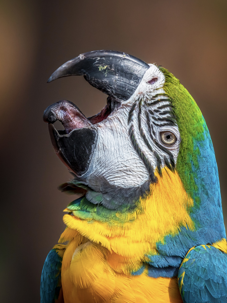 Macaw’s tongue von Ahmed Elkahlawi