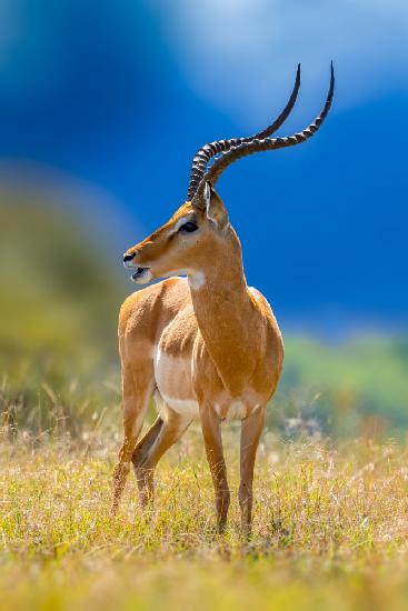 impala