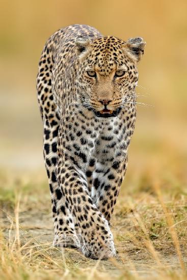 leopard