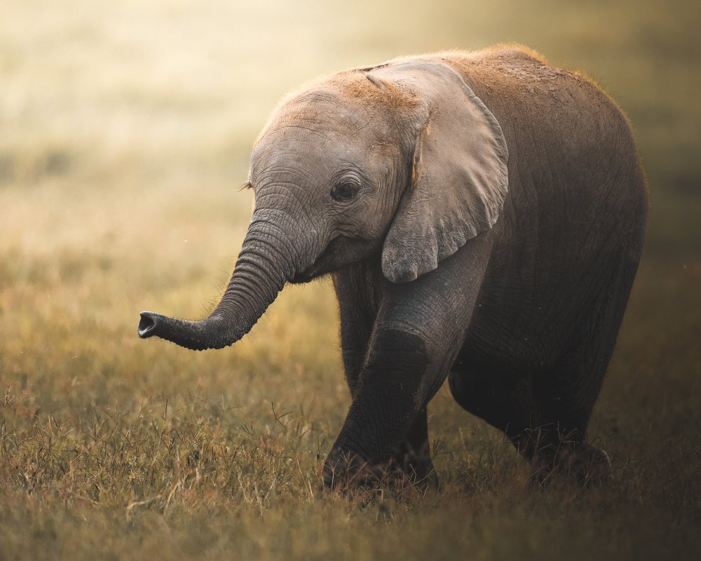Falafelo von Ahmed Sobhi
