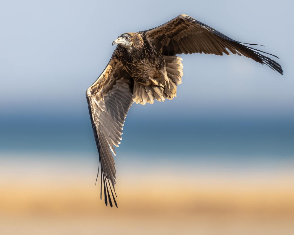 Freedom von Ahmed Sobhi