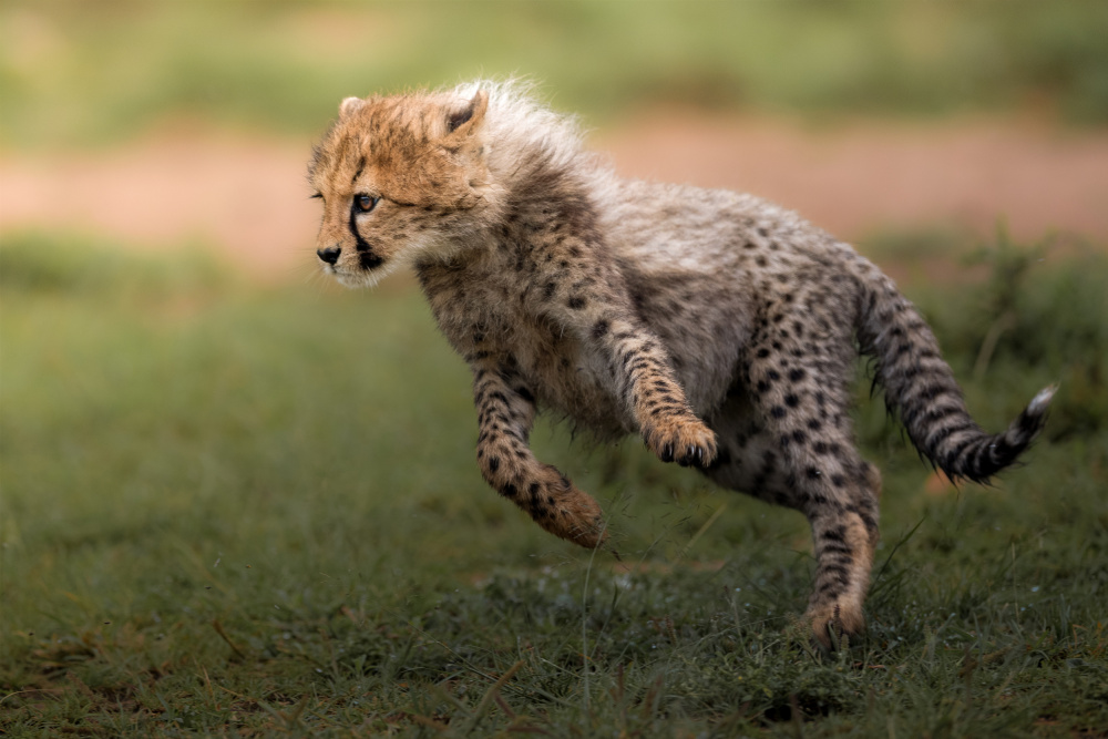 Spring von Ahmed Sobhi