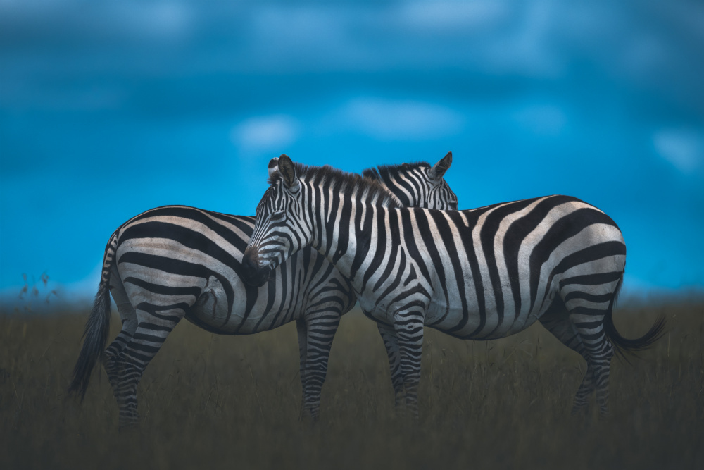 Stripy von Ahmed Sobhi