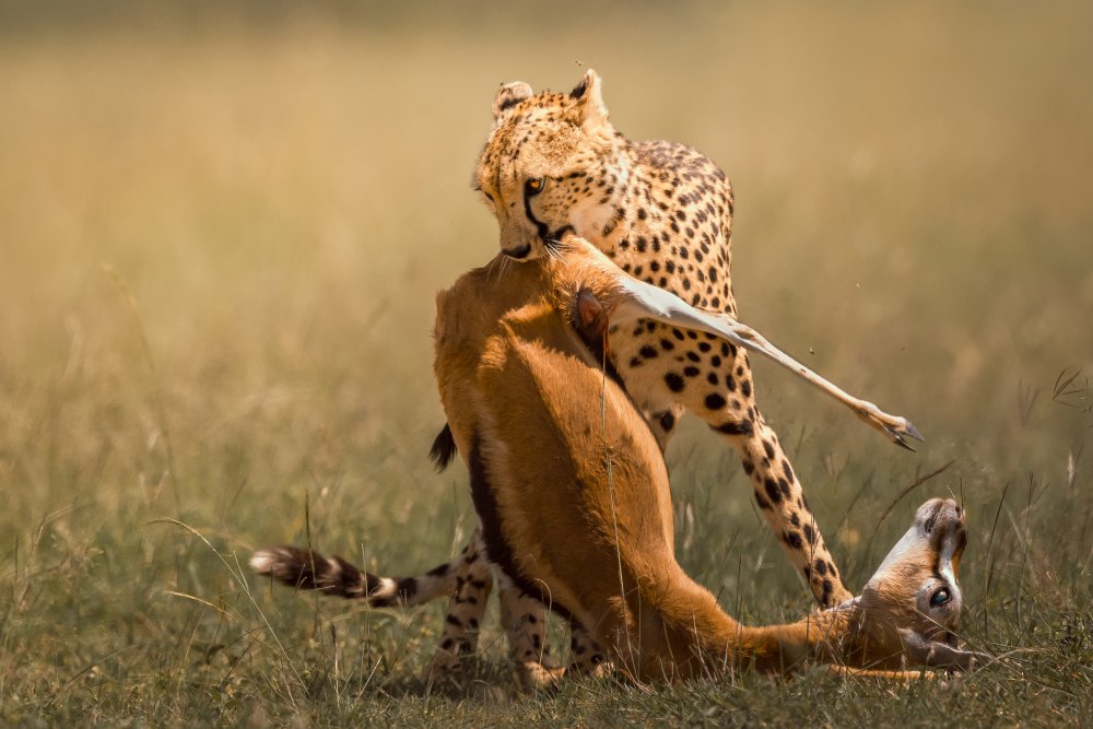 Enjoy your meal von Ahmed Sobhi