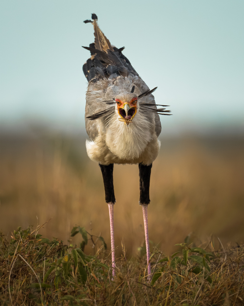 Yummy von Ahmed Sobhi