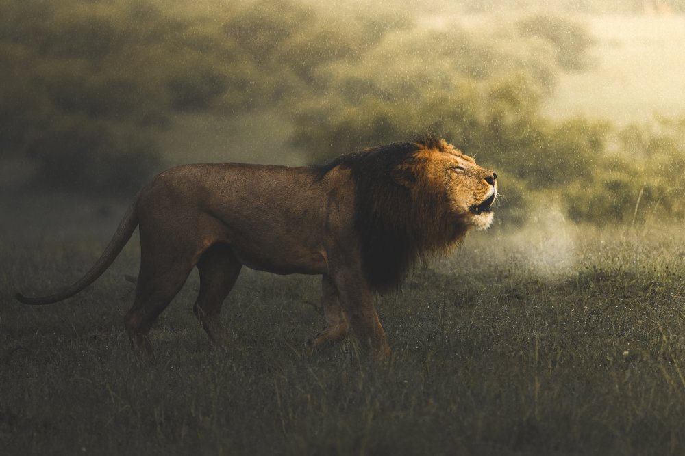 Foggy Lion von Ahmed Sobhi