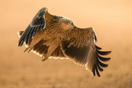 Eastern Imperial Eagle