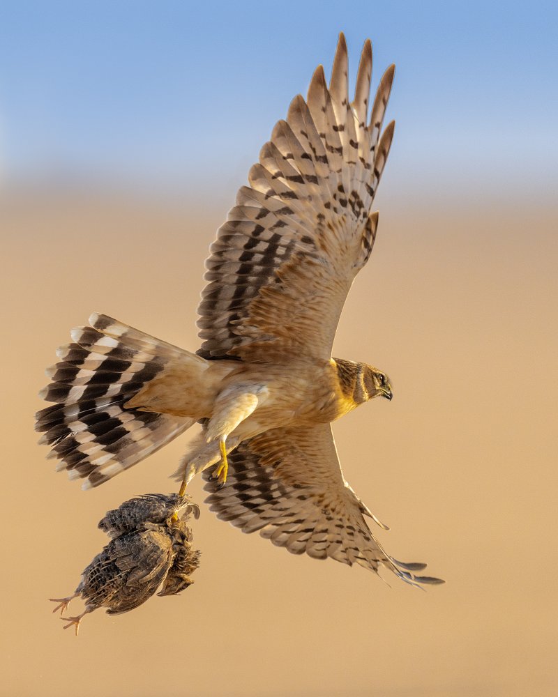 untitledl von Ahmed Sobhi