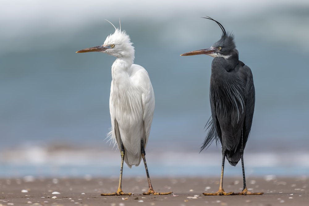 untitledl von Ahmed Sobhi