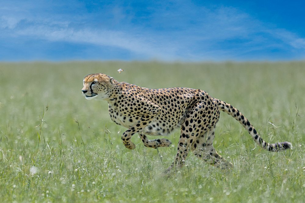 untitledl von Ahmed Sobhi