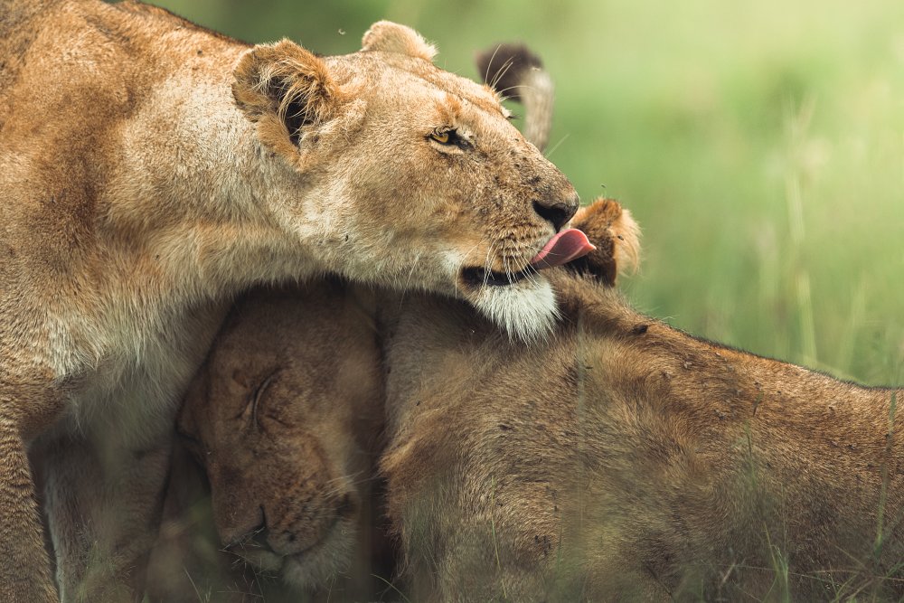 untitledl von Ahmed Sobhi