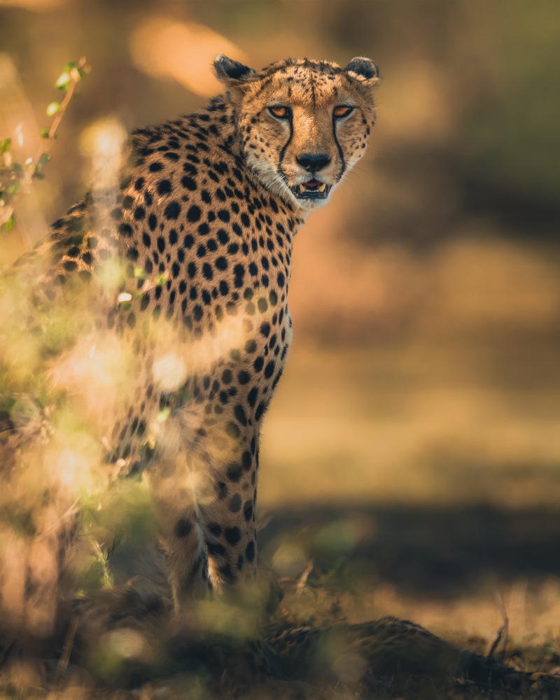 Camuflage von Ahmed Sobhi