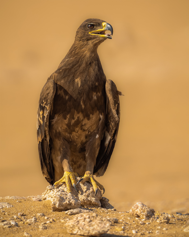 Surprised von Ahmed Sobhi