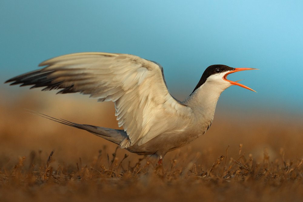 white-cheeked tern von Ahmed Sobhi