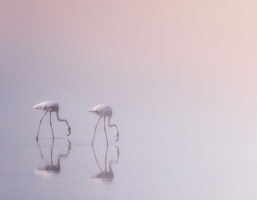 Gelassenheit 3 von Ahmed Thabet