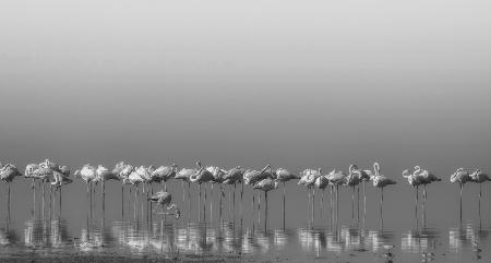 Comrades at cleaning time