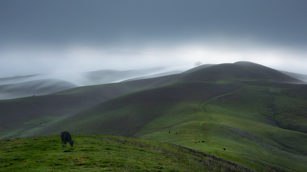 Spring von Aidong Ning