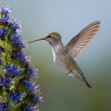 Hummingbird