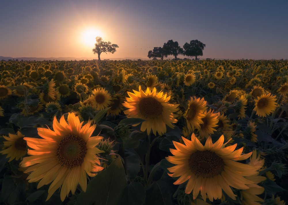 Sunflower field von Aidong Ning