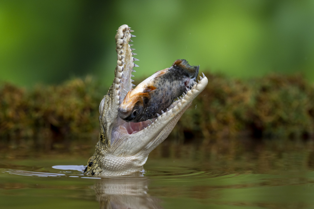 Aligator and prey von Ajar Setiadi
