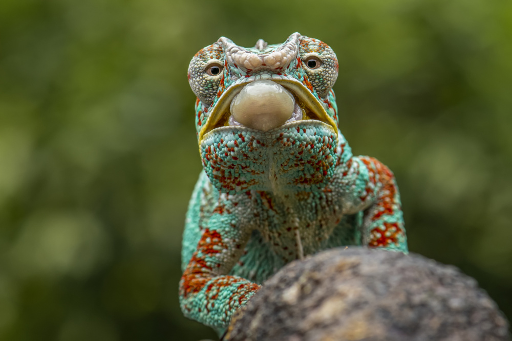 the chameleon von Ajar Setiadi