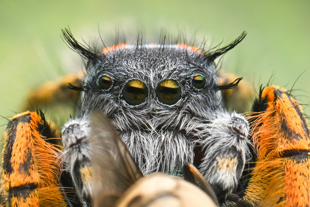 Extreem jumping spider von Ajar Setiadi