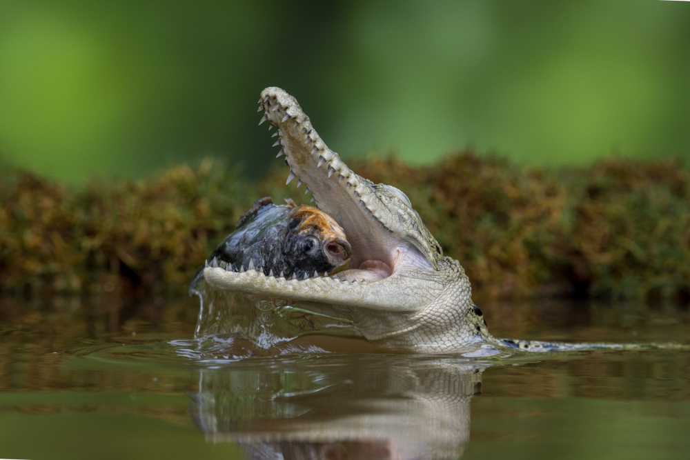 Eat fish von Ajar Setiadi