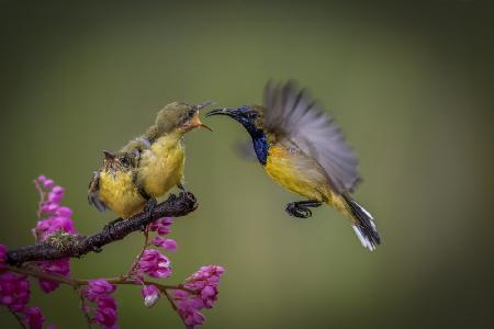 feeding